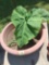 Potted plant