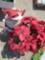 Christmas Decorations flowers