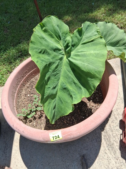 Potted plant