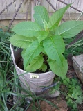 Potted plant