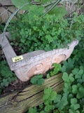 Potted plant