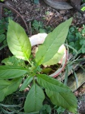 Potted plant
