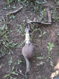 Vintage item