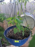 Hanging plant
