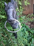Horse ring hanger