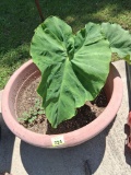 Potted plant
