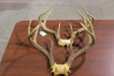 Deer Antlers