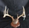 Whitetail Antlers