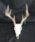 Whitetail Skull