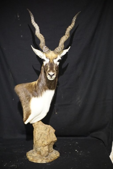 Blackbuck Pedestal