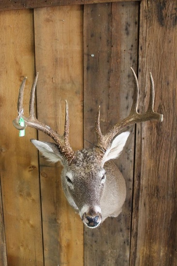 Whitetail Shoulder