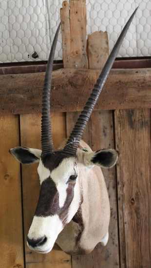 Gemsbok Shoulder