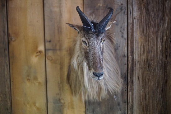 Tahr Shoulder