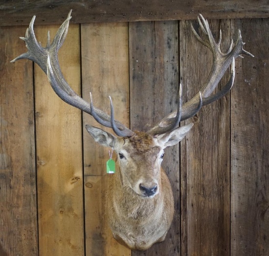 Red Stag Shoulder