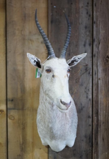 White Blesbok Shoulder