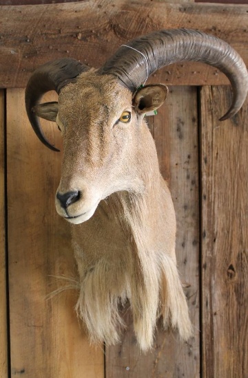 Aoudad Shoulder