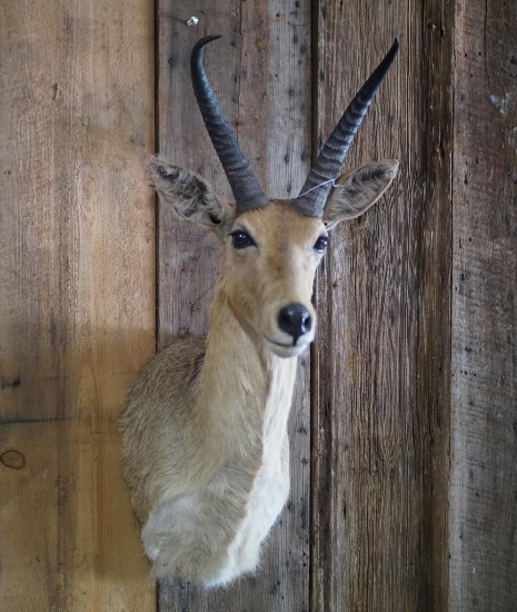 Common Reedbuck Shoulder