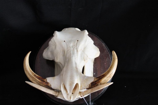 Warthog Skull