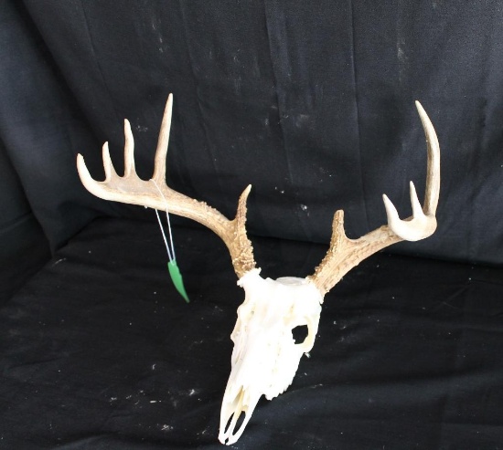 Whitetail Skull