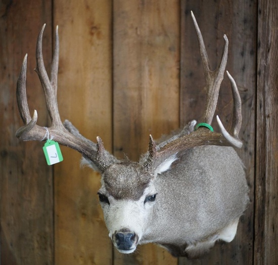 Mule Deer Shoulder