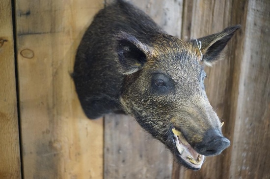 Boar Shoulder