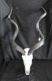 Kudu Skull