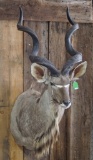 Kudu Shoulder