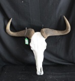 Wildebeest Skull