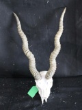 Blackbuck Skull