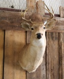 Whitetail Shoulder