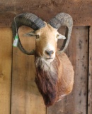 Mouflon Shoulder