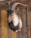 Hybrid Ibex Shoulder