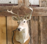 Whitetail Shoulder