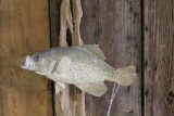 Crappie Mount