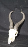 Springbok Skull