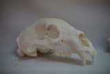 Mountain Lion Skull