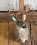 Whitetail Shoulder