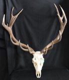 Red Stag Skull