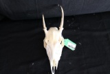 Roebuck Skull