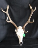 Red Stag Skull