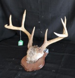 Whitetail Antlers