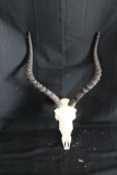 Impala Skull