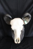 Waterbuffalo Skull