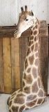 Giraffe Shoulder