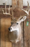 Whitetail Shoulder