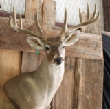 Whitetail Shoulder