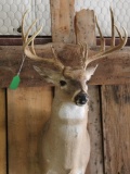 Whitetail Shoulder