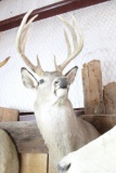 Taxidermy