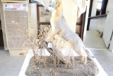 Taxidermy