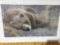 Print Grizzly at Rest by Robert Bateman
